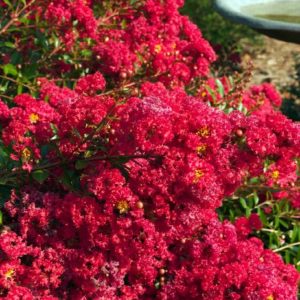 Crape Myrtle - Cherry Dazzle #5 - Image 1