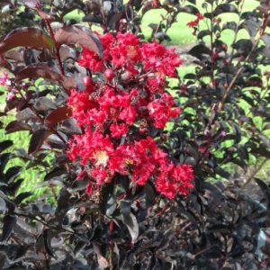 Crape Myrtle - Ebony Flame #3 - Image 1