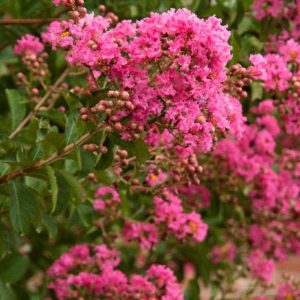 Crape Myrtle - Hopi (pink) #3/#5 - Image 1
