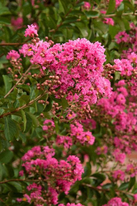 Crape Myrtle – Hopi (pink) #3/#5 - Jerry's Landscape Nursery