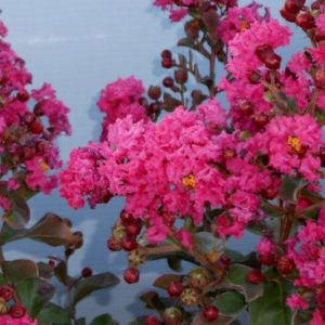 Crape Myrtle - Pink Velour #3/#5 - Image 1