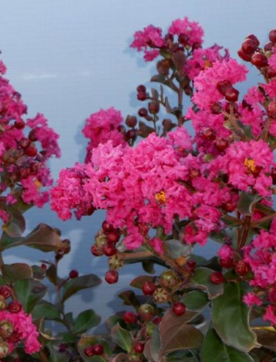 crepe myrtle pink vel