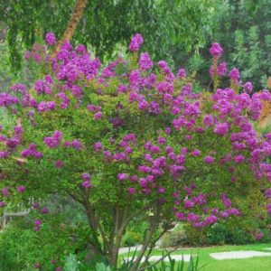 Crape Myrtle - Zuni #5 - Image 1