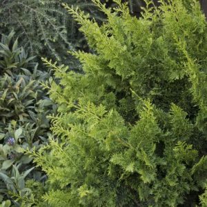 Cypress - False Fernspray #5 - Image 1