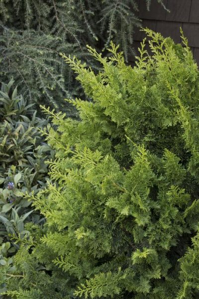 cypress false fernspray