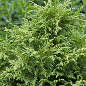 Cypress - Soft Serve #5 - Image 1