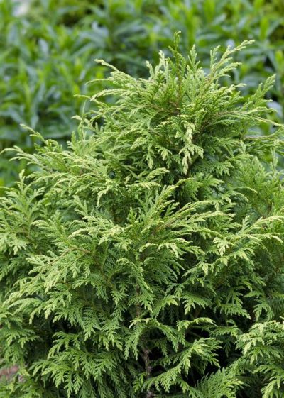 Cypress – Soft Serve (Various Sizes) - Jerry's Landscape Nursery