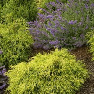 Cypress - Lemon Thread #3 - Image 1