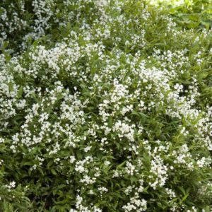 Deutzia - Nikko #3 - Image 1