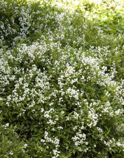 deutzia nikko