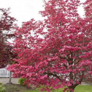 Dogwood - Cherokee Chief #15 - Image 1