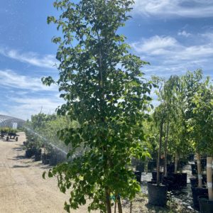 Dogwood - Clump Kousa (Various Sizes) - Image 1