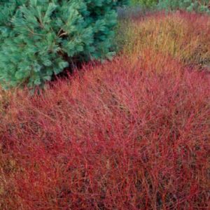 Dogwood - Dwarf Kelsey #5 - Image 1