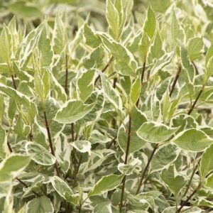 Dogwood - Ivory Halo #5 - Image 1