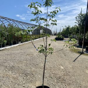 Dogwood - Kousa (Various Sizes) - Image 1