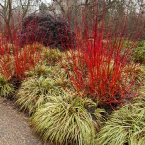 Dogwood - Red Twig #5 - Image 1