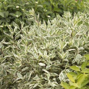 Dogwood - Variegated Red Twig #5 - Image 1