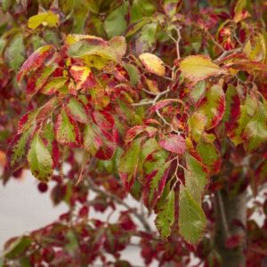 Elm - Frontier Elm 2" - Image 1