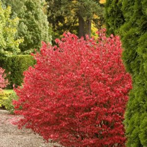 Euonymus - Little Moses #5 - Image 1