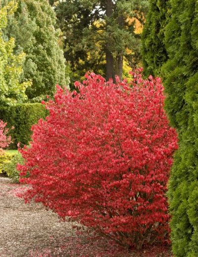 Euonymus – Little Moses #5 - Jerry's Landscape Nursery