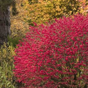 Euonymus - Alatus Compacta (Various Sizes) - Image 1