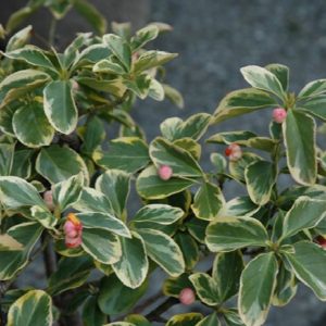 Euonymus - Canadale Gold (Various Sizes) - Image 1