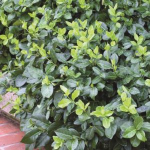 Euonymus Coloratus - Winter Creeper (flat) - Image 1