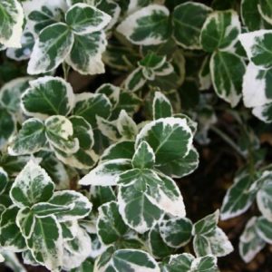 Euonymus - Emerald Gaiety (Various Sizes) - Image 1
