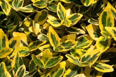 euonymus emerald n gold