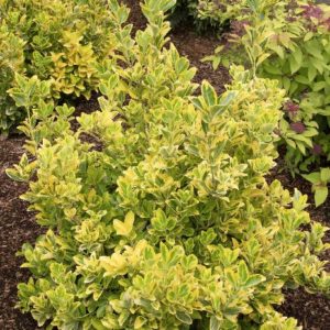 Euonymus - Golden #3 - Image 1