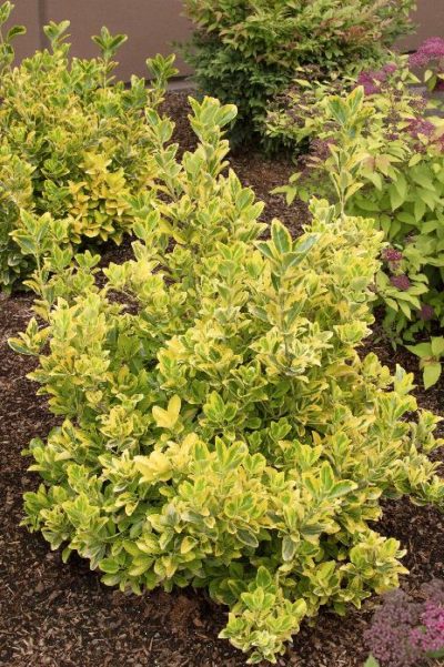 Euonymus – Golden #3 - Jerry's Landscape Nursery