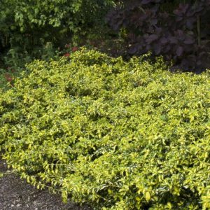 Euonymus - Moon Shadow (Various Sizes) - Image 1