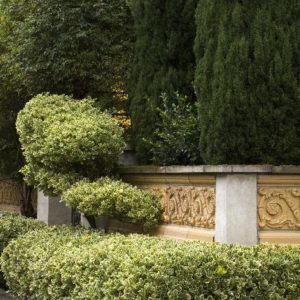 Euonymus - Silver King #2 - Image 1