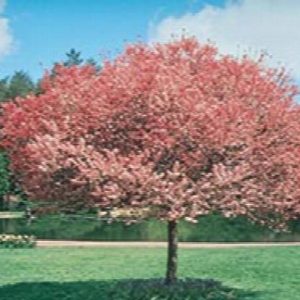 Dwarf Flowering Crab - Coralburst #7 - Image 1