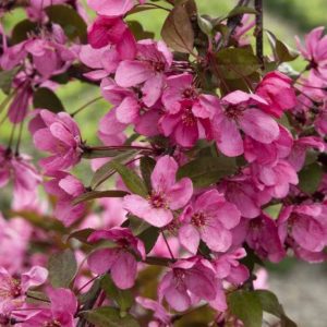 Flowering Crab - Prairie Fire (Various Sizes) - Image 1
