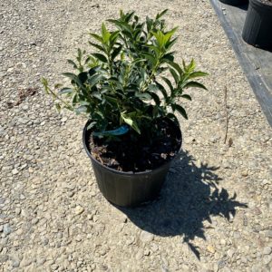 Forsythia - Dwarf #3 - Image 1