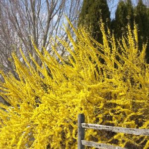 Forsythia - Lynwood Gold #5 - Image 1