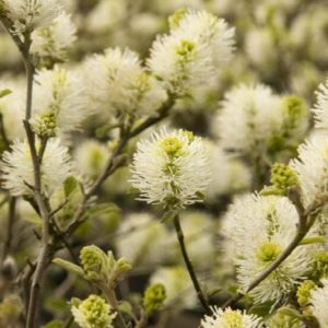 Fothergilla - Gardenii #3 - Image 1
