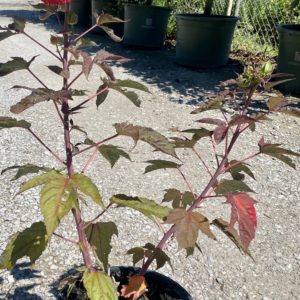 Hibiscus - Midnight Marvel - Red/Red #3 - Image 1
