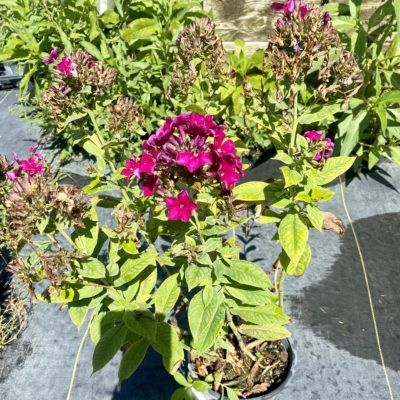 garden phlox purple