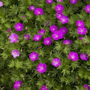 Geranium - Max Frei #1 - Image 1