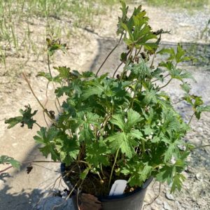 Geranium - Johnson's Blue #1 - Image 1