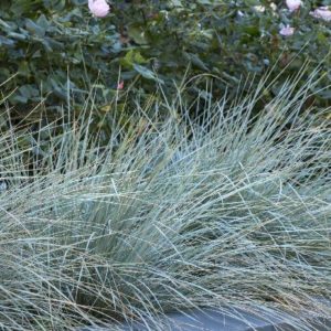 Grasses - Blue Dune #5 - Image 1