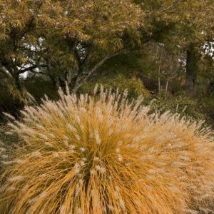 Grasses - Dwarf Fountain (Various Sizes) - Image 1