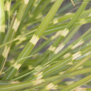 Grasses - Little Zebra (Various Sizes) - Image 1