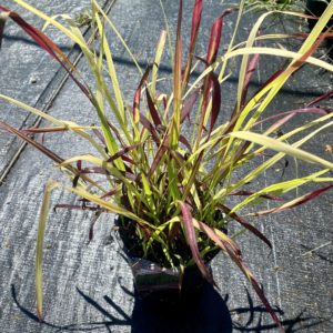 Grasses - Blood Grass #1 - Image 1