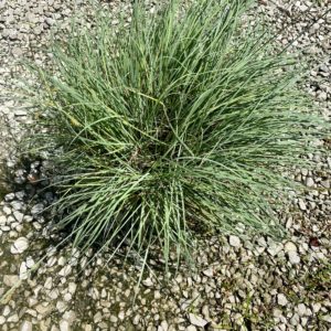 Grasses - Blue Zinger #1 - Image 1