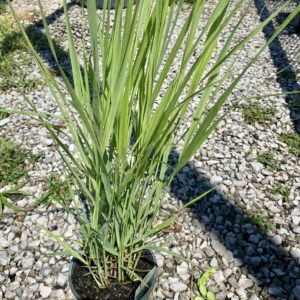 Grasses - Northwind Switch Grass (Various Sizes) - Image 1