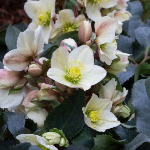 Helleborus - #1 - Image 1