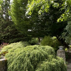 Hemlock - Weeping #5 - Image 1